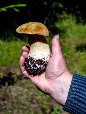 Latince adı Boletus edulis olan beyaz mantar bir insanın elinde, mükemmel bir zevke sahip bir mantar.