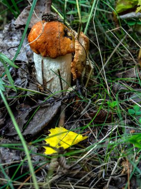 Latince adı Leccinum aurantiacum olan yenilebilir mantar ormanda çimenlerin ve düşen yaprakların arasında büyür.
