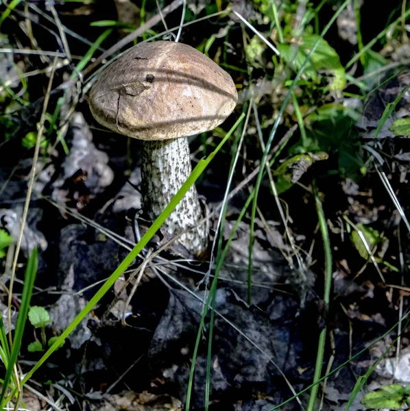 Ehető Gomba Latin Nevével Leccinum Scabrum Lehullott Levelek Között Makró — Stock Fotó