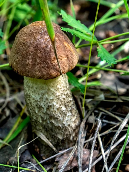 Съедобные Грибы Латинским Названием Leccinum Scabrum Растут Среди Опавших Листьев — стоковое фото