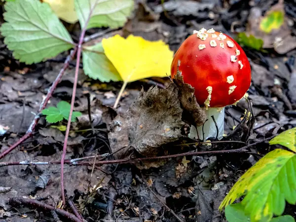 Inedible Mushroom Latin Name Amanita Muscaria Used Folk Medicine — Stock Photo, Image