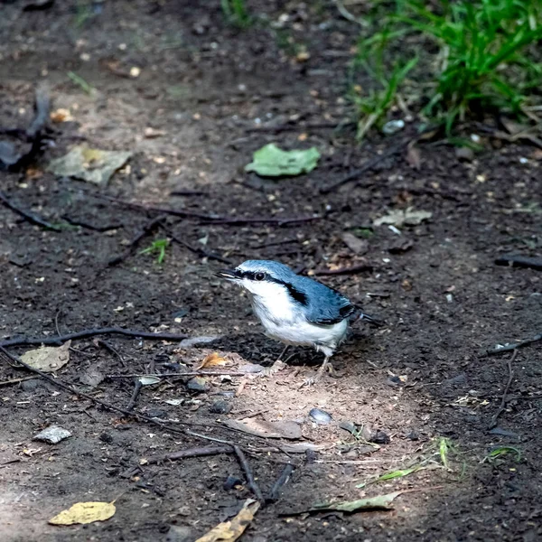 Malý Lesní Pták Nuthatch Zemi Lese Hledá Potravu — Stock fotografie