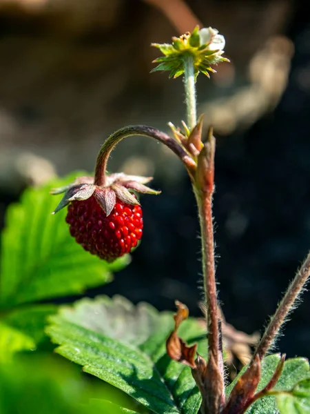 Rijpe Aardbeien Tuin Het Bed Macro Smal Focusgebied — Stockfoto