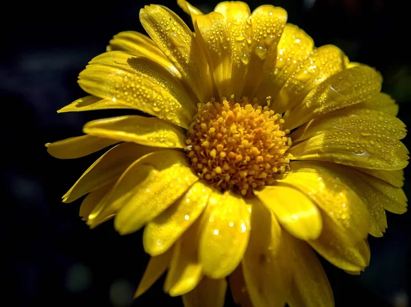 Flor Caléndula Con Pequeñas Gotas Rocío Los Pétalos Iluminados Por — Foto de Stock