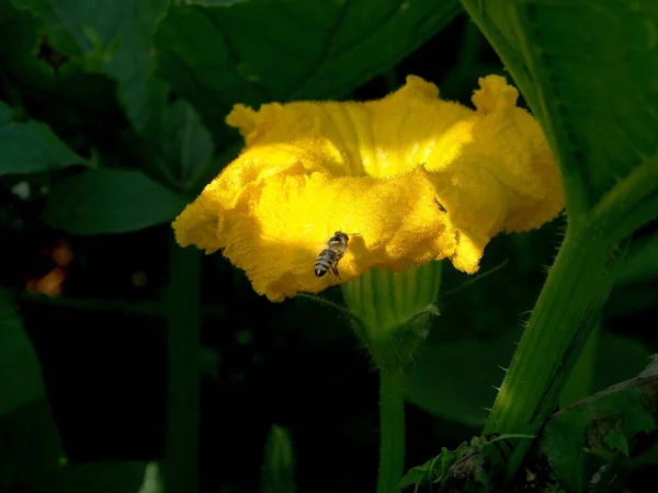 Abeja Vuela Hasta Una Flor Calabaza Amarilla Fondo Vegetación Natural — Foto de Stock