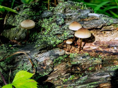 small inedible mushrooms like umbrellas in the forest in an old stump, macro, narrow focus area clipart