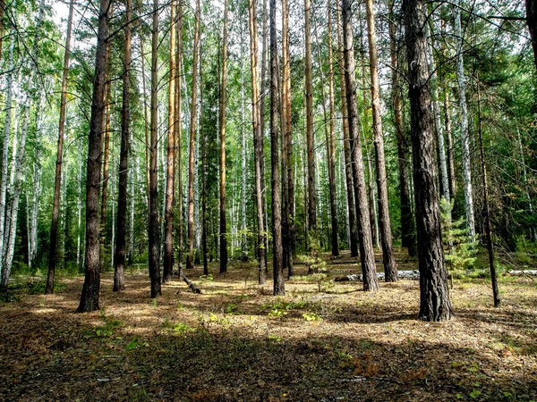 Forêt Mixte Bouleaux Pins Été Forêt Sud Oural — Photo