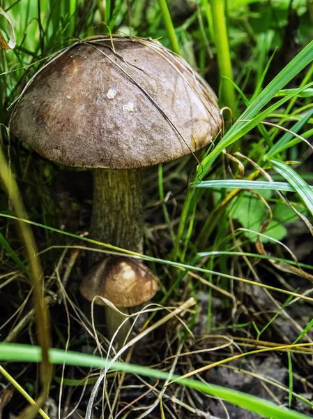 Edible Mushrooms Latin Name Leccinum Scabrum Grow Fallen Leaves Macro — Stock Photo, Image