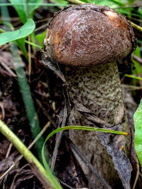 Latince adı Leccinum scabrum olan yenilebilir mantarlar dökülen yapraklar, makro ve dar odak noktaları arasında yetişir.