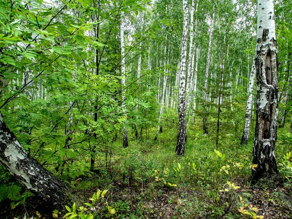 Береза Сосновый Лес Летом Южный Уральский Лес — стоковое фото