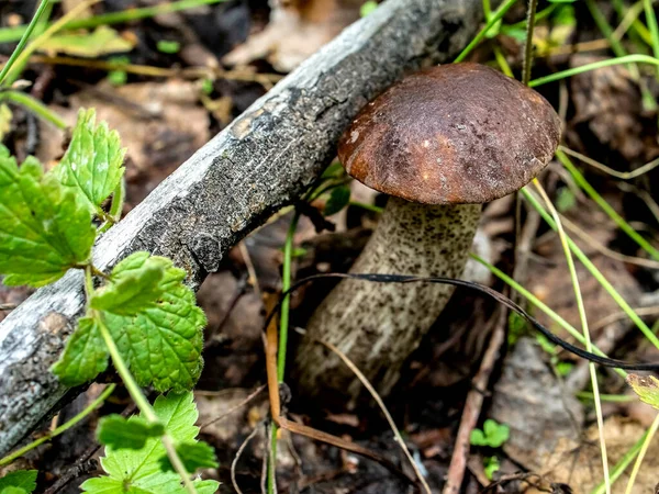 Cogumelos Comestíveis Com Nome Latino Leccinum Scabrum Crescem Entre Folhas — Fotografia de Stock