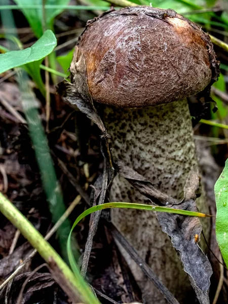 Eetbare Paddenstoelen Met Latijnse Naam Leccinum Scabrum Groeien Onder Gevallen — Stockfoto