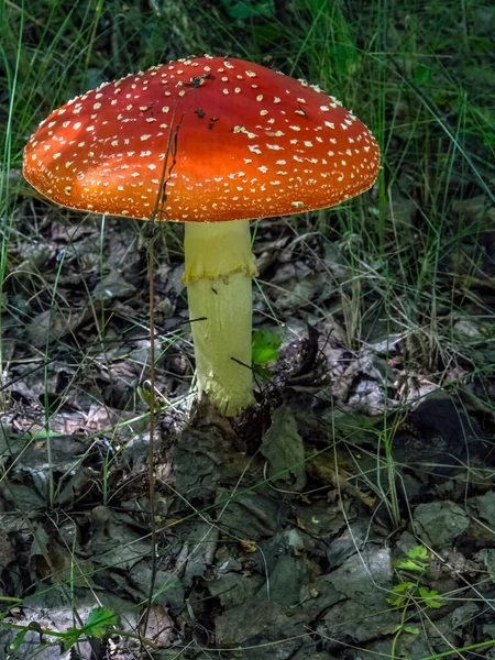 Ungenießbare Pilze Mit Dem Lateinischen Namen Amanita Muscaria Werden Der — Stockfoto