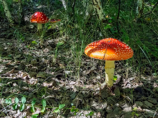 Oneetbare Paddenstoelen Met Latijnse Naam Amanita Muscaria Worden Gebruikt Volksgeneeskunde — Stockfoto