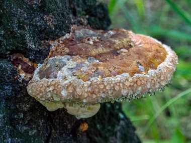Kahverengi tinder mantarı, Latince adı Polyporaceae olan eski bir ağacın altında, mantarın dibi su gibi berrak bir sıvı olarak göze çarpar.