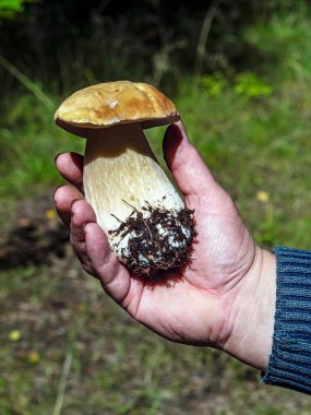 Latince adı Boletus edulis olan beyaz mantar bir insanın elinde, mükemmel bir zevke sahip bir mantar.