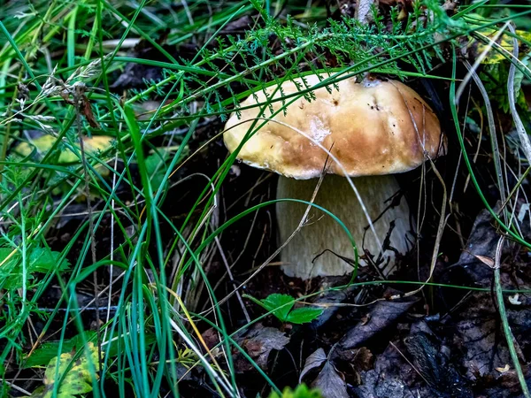 Fungo Bianco Dal Nome Latino Boletus Edulis Cresce Nel Bosco — Foto Stock