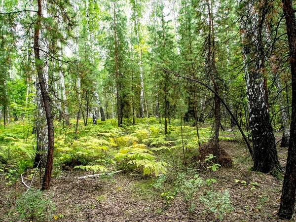 Bosque Mixto Abedul Pino Verano Sur Los Urales — Foto de Stock
