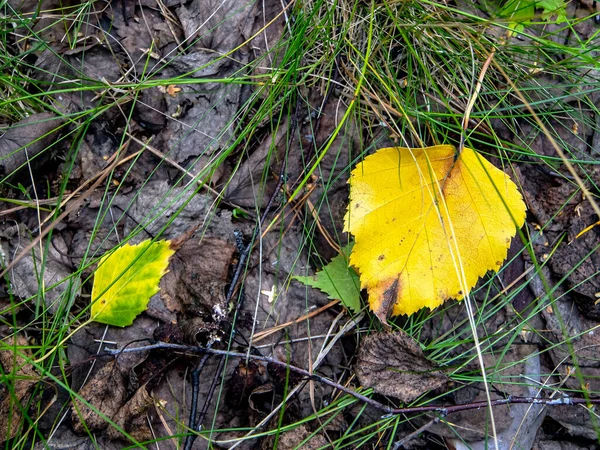 Yellow Autumn Leafs Ground Fallen Leaves Forest — Stock Photo, Image