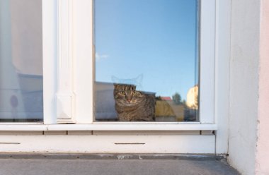 Pencerenin arkasında oturan ilginç tekir kedi..