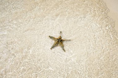 Sahilde deniz yıldızı deniz hayvanı kabuğu