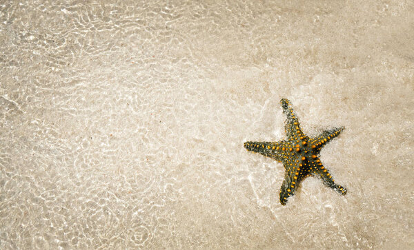 Starfish shell on beach