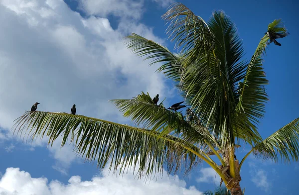 Crows sit on coconut palm island Zanzibar Tanzania Africa