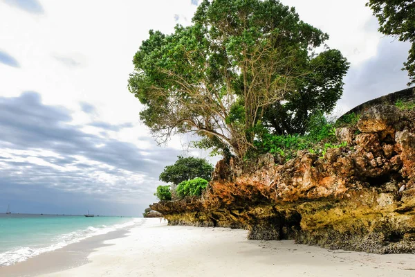 Gran Árbol Playa Salvaje Roca Zanzíbar Isla Tanzania — Foto de Stock