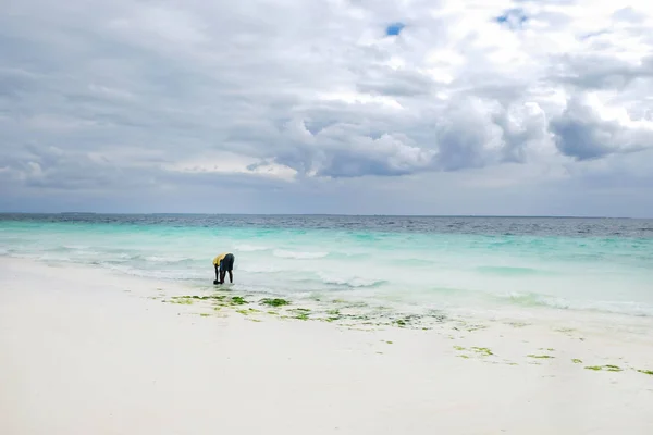 Negro Local Hombre Recoger Algas Marinas Kelp Una Playa Después —  Fotos de Stock
