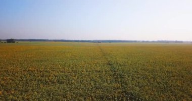 Çiçekli ayçiçeği alan hava görünümünü. 4k