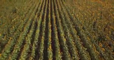 Çiçekli ayçiçeği alan hava görünümünü. 4k