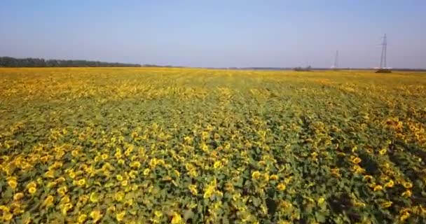 Vista Aérea Del Campo Girasoles Flor — Vídeo de stock