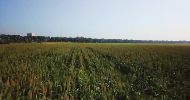 Vista Aérea Del Campo Maíz — Vídeo de stock