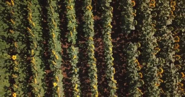 Luchtfoto Van Bloeiende Zonnebloemen Veld — Stockvideo
