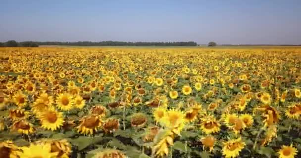 Vue aérienne du champ de tournesols en fleurs. 4k 