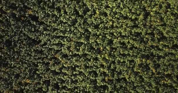 Aerial View Flowering Sunflowers Field — Stock Video