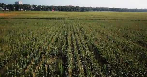 Luchtfoto Van Het Gebied Van Maïs — Stockvideo