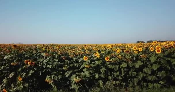 Aerial View Flowering Sunflowers Field — Stock Video