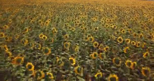 Vista Aérea Del Campo Girasoles Flor — Vídeos de Stock