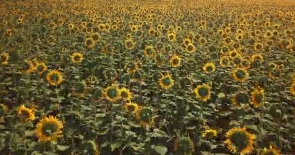 Aerial View Flowering Sunflowers Field — Stock Video