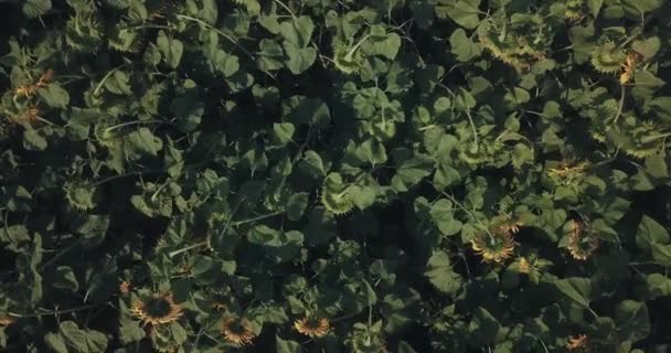 Luchtfoto Van Bloeiende Zonnebloemen Veld — Stockvideo