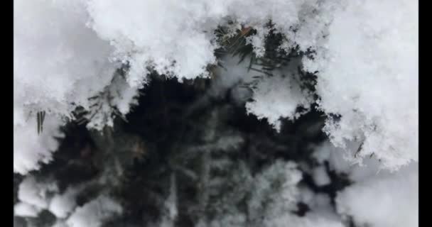 Świerk Śniegu Bliska Podczas Opadów Śniegu — Wideo stockowe
