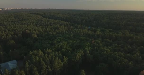 Vuelo de drones sobre el bosque de pinos durante el atardecer, cielo azul claro — Vídeos de Stock
