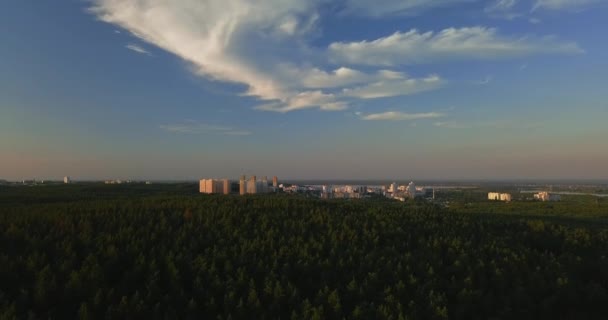 Flying drone over a pine forest during sunset, clear blue sky against the backdrop of the city — Stock Video