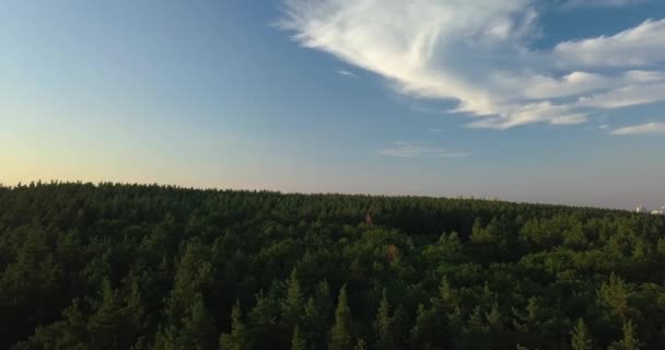 Voo de drone sobre pinhal durante o pôr do sol, céu azul claro — Vídeo de Stock