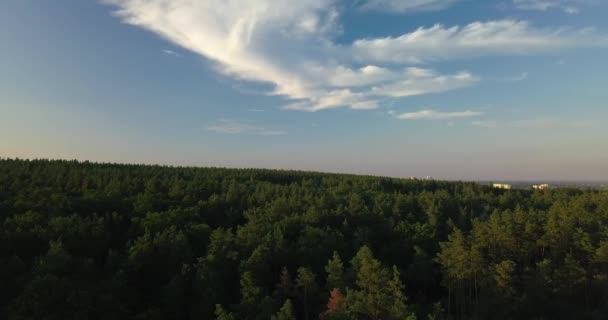 Drone flygning över tallskog under solnedgången, klarblå himmel — Stockvideo