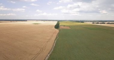 Güneşli bir yaz gününde, buğday ve ayçiçeği tarlasını ayıran toprak bir yolda insansız hava aracı uçuşu.