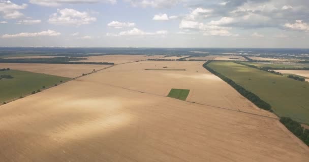 Vuelo de drones sobre un campo de trigo en un día soleado de verano — Vídeo de stock