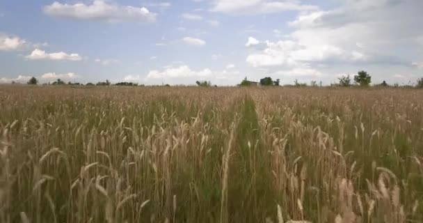 Voando através de um campo de trigo em um dia ensolarado — Vídeo de Stock