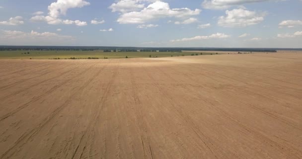 Drone volo sul campo di grano con piste mietitrebbia nella soleggiata giornata estiva — Video Stock